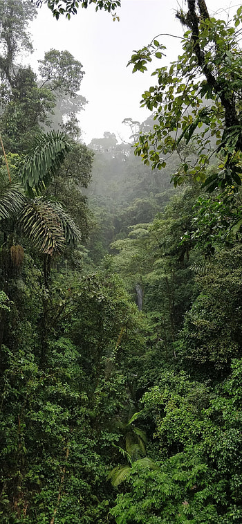 Carara National Park, Costa Rica HD phone wallpaper