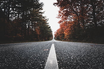 A peaceful country road lined with autumn trees, offering a serene travel scene. HD wallpaper