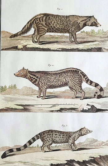 Comte de Buffon's print, Classical , Civet genet zib, Vintage art HD phone wallpaper