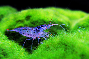 Aquaview, blue, animal, 3d, green, nature, aqua, prawn HD wallpaper