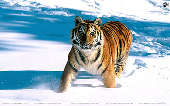 mumaah, jangal ka raja, tiger HD wallpaper