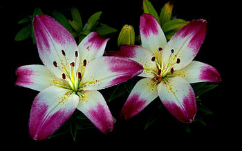 Lily, Flowers, Nature, Close up, Lilies HD wallpaper