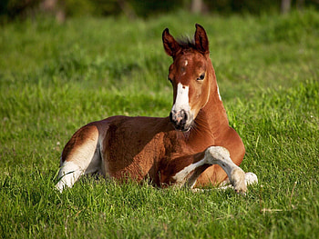Animals, Grass, To Lie Down, Lie, Horse, Stallion HD wallpaper