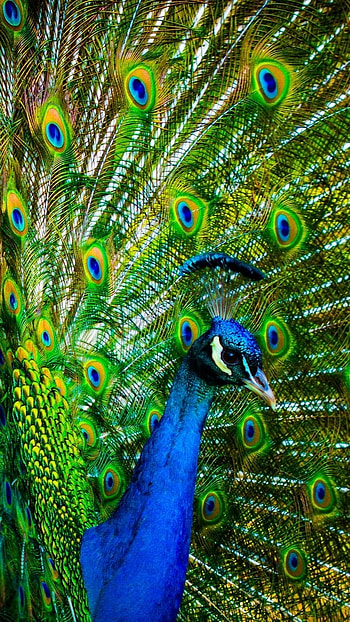 Peacock Feather, Peacock, India National Bird, india, national bird HD phone wallpaper