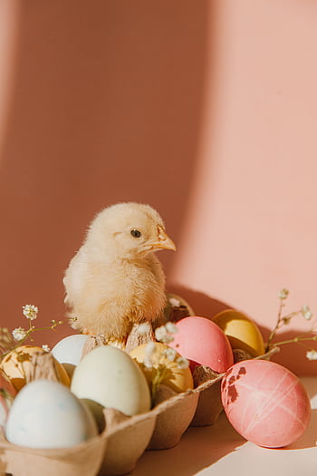 A cute chick with pastel Easter eggs in a carton against a pink background, perfect for spring celebrations. HD phone wallpaper