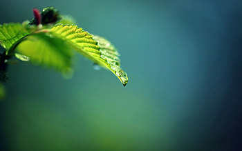 Macro, Glare, Shine, Light, Sheet, Leaf, Branch HD wallpaper