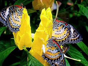 Sweets, butterflies, nectar, yellow, flowers, three HD wallpaper