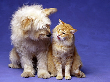 Animals, Cat, Fluffy, Dog, Playful, Friends HD wallpaper