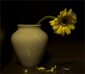 yellow still life, art , still life, table, one, yellow, flower, vase, nice HD wallpaper