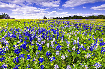 Bluebonnet, Texas, Festival nature, Lovely scenery HD wallpaper