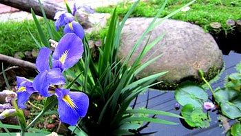 Iris, simple and elegant, pretty, graceful, pond HD wallpaper