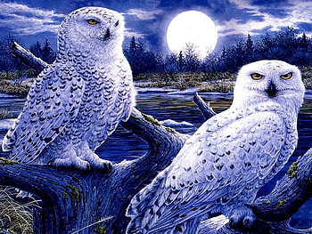moon owl, blue, sky, birds, moon HD wallpaper