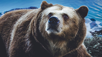Grizzly Bear, bear , bear backgrounds HD wallpaper