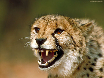 Angry Cheetah, animal, angry, cat, cheetah HD wallpaper