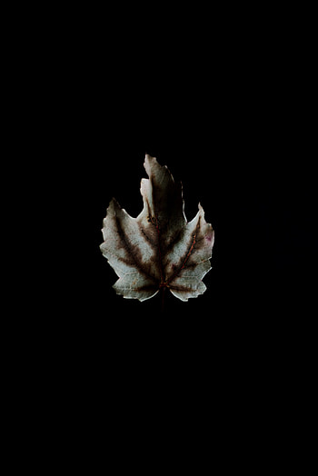 Dark, Minimalism, Darkness, Leaflet HD phone wallpaper