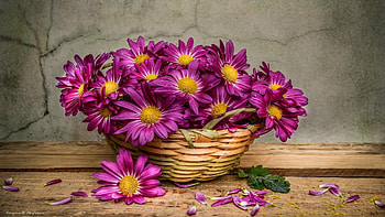 Daisies In A Basket, flowers HD wallpaper