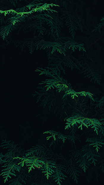 7 . tree leaf green, Dark Green Aesthetic HD phone wallpaper
