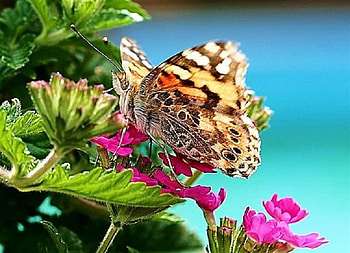 Painted Butterfly, leaves, stem, butterfly, flower HD wallpaper