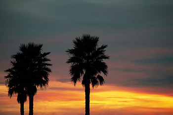 Sunset, silhouette, palm trees HD wallpaper