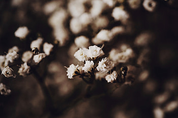 Flowers, Cherry, Macro, Garden, Spring, Blooms HD wallpaper