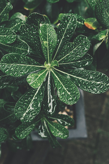 Leaves, Drops, Plant, Macro, Bonsai HD phone wallpaper