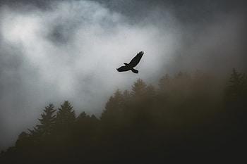Raven, Trees, Dark, Bird, Fog HD wallpaper