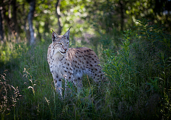 Animals, Grass, Iris, Predator, Animal HD wallpaper
