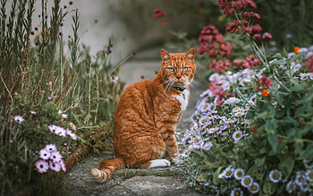 Cat, animal, flowers, graphy HD wallpaper
