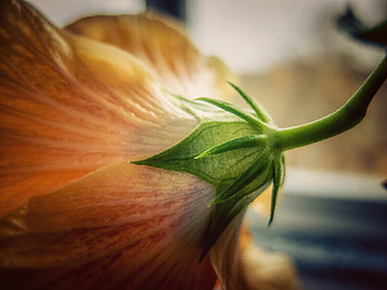 Flower, Macro, Petals, Bud HD wallpaper