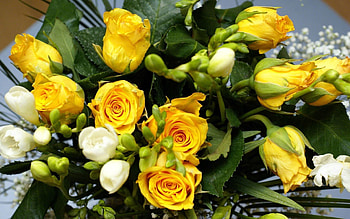 Flowers, Roses, Leaves, Beauty, Bouquet HD wallpaper