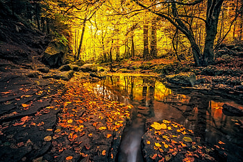 Autumn park, Trunks, Pond, Stream, Shore HD wallpaper