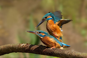 Birds, other, two, animals HD wallpaper