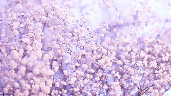 A close-up of blooming Gypsophila, capturing its delicate white flowers and natural beauty. HD wallpaper