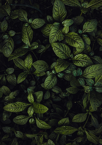 Water, Leaves, Drops, Plant, Macro HD phone wallpaper