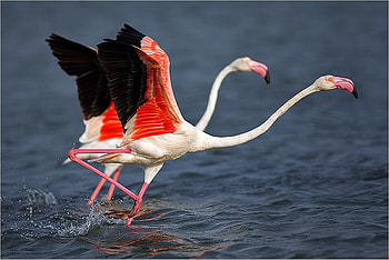 Flamingos, in water, beautiful HD wallpaper