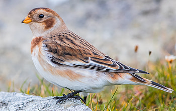 Snow Bunting, animal, bunting, bird, snow HD wallpaper