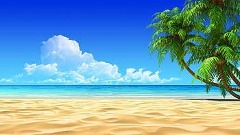 for Tropical Beaches With Palm Trees Background HD wallpaper