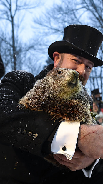 groundhog , Professional graphy, High-quality , Captivating HD phone wallpaper