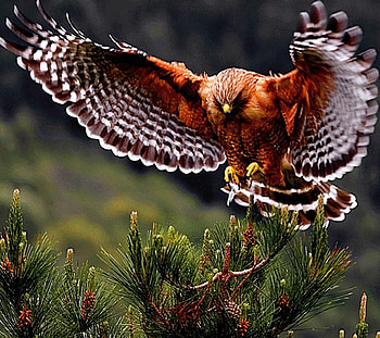 wild owl, fly, wild, owl, air HD wallpaper