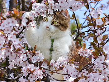 Cat on Flowering Tree, animal, branch, kitten, cherry, cat, flowers, spring HD wallpaper