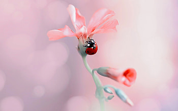 Ladybug, bokeh, nature, flower HD wallpaper