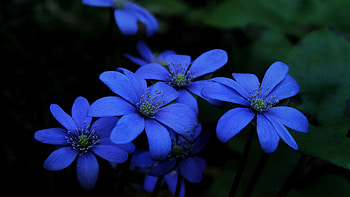 Blue Hepatica Flowers Petals In Dark Background Flowers HD wallpaper