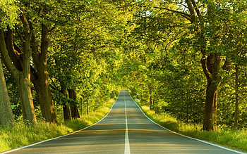 Nature, Trees, Summer, Road, Markup, Greens HD wallpaper