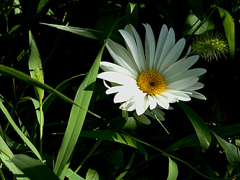 Flowers, Grass, Summer, Flower, Greens, Pollen HD wallpaper