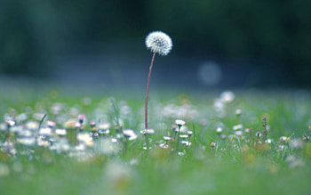 Flowers, Blur, Smooth, Polyana, Glade, Dandelion HD wallpaper