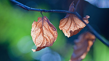 Leaf Branch Nature, leaf, branch, nature HD wallpaper