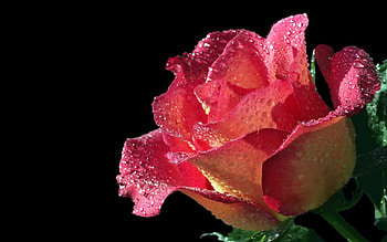 Pink rose for ramyadevims, ramyadevims, rose, pink, wet, flower, nature, friend, lovely HD wallpaper