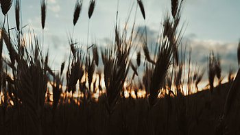 Plants, Nature, Sky, Evening, Ears, Spikes HD wallpaper