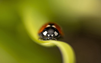 Grass, Macro, Sheet, Leaf, Insect, Ladybug, Ladybird HD wallpaper