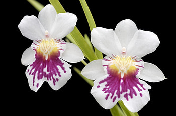 Flowers, Close-Up, Black Background, Orchid HD wallpaper